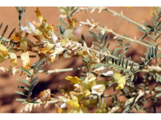 Astragalus albulus (Cibola milkvetch) #64667