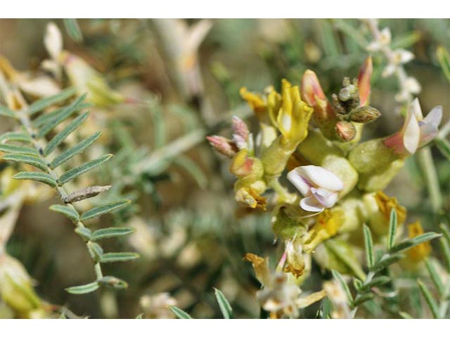 Astragalus albulus (Cibola milkvetch) #64668