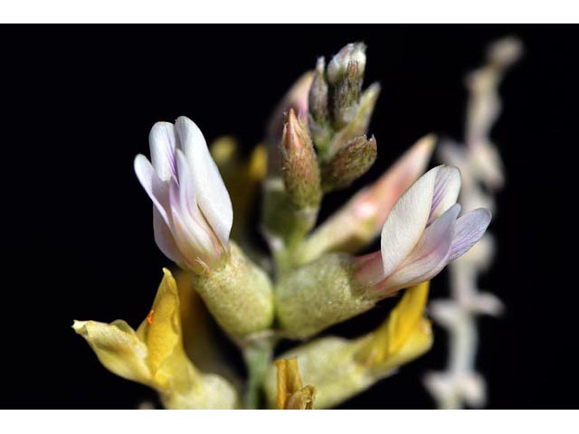 Astragalus albulus (Cibola milkvetch) #64669