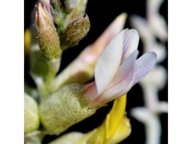 Astragalus albulus (Cibola milkvetch) #64670