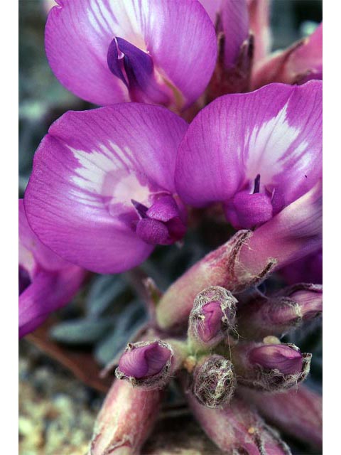 Astragalus utahensis (Utah milkvetch) #64690