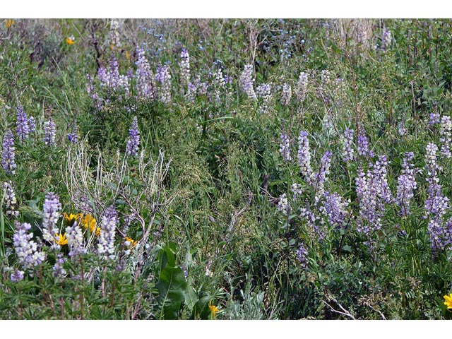 Lupinus parviflorus ssp. parviflorus (Lodgepole lupine) #64758