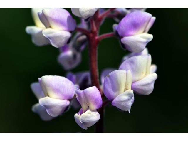 Lupinus parviflorus ssp. parviflorus (Lodgepole lupine) #64761