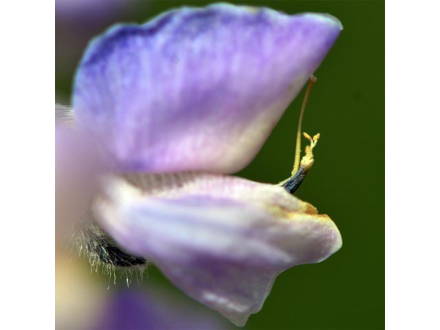 Lupinus parviflorus ssp. parviflorus (Lodgepole lupine) #64767