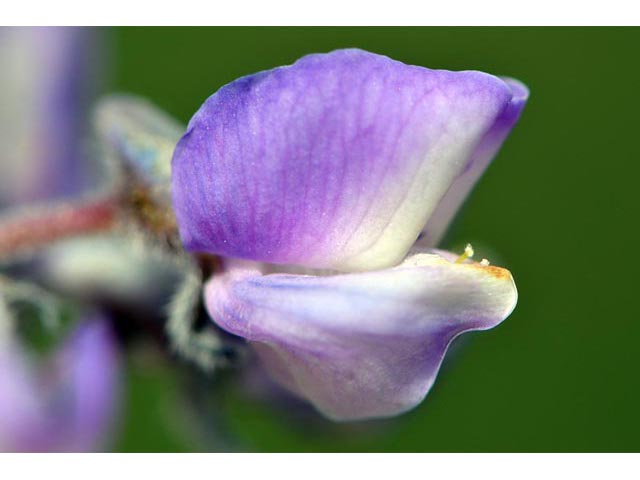 Lupinus parviflorus ssp. parviflorus (Lodgepole lupine) #64769