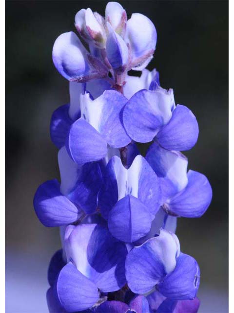 Lupinus bicolor (Miniature lupine) #64789