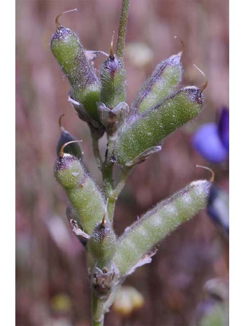 Lupinus bicolor (Miniature lupine) #64793