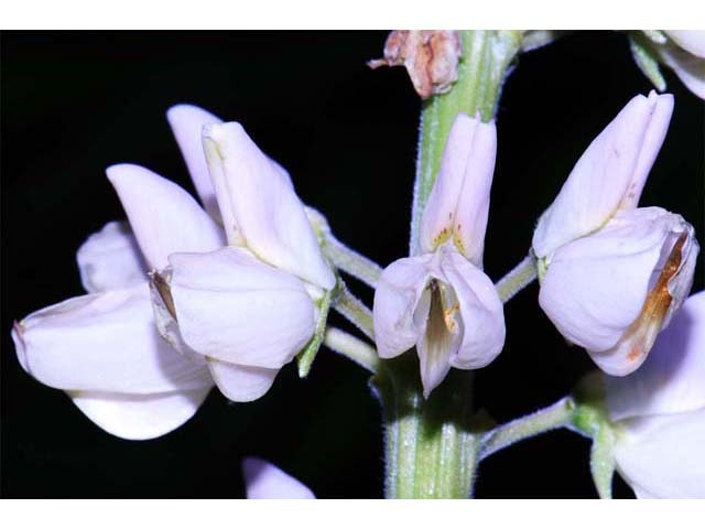 Lupinus perennis ssp. perennis (Sundial lupine) #64817