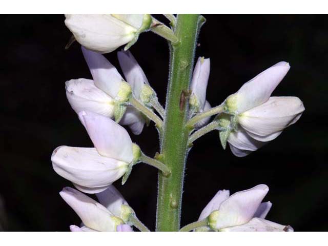 Lupinus perennis ssp. perennis (Sundial lupine) #64818