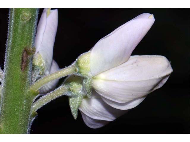 Lupinus perennis ssp. perennis (Sundial lupine) #64820