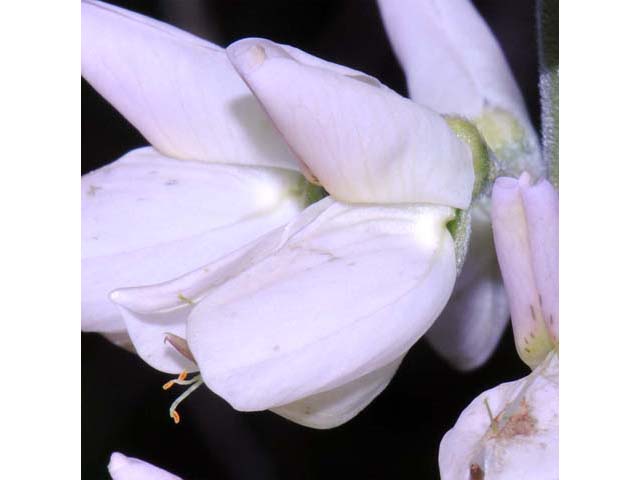 Lupinus perennis ssp. perennis (Sundial lupine) #64822