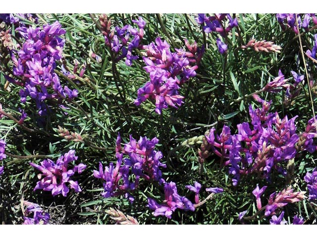 Oxytropis lambertii (Purple locoweed) #64857