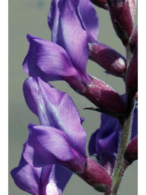 Oxytropis lambertii (Purple locoweed) #64864