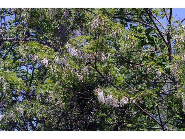 Robinia pseudoacacia (Black locust) #64882