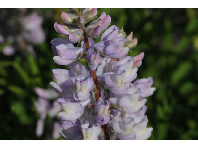 Lupinus arbustus ssp. arbustus (Longspur lupine) #64926