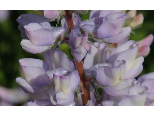 Lupinus arbustus ssp. arbustus (Longspur lupine) #64927