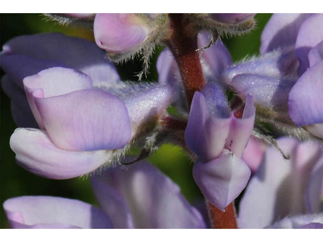 Lupinus arbustus ssp. arbustus (Longspur lupine) #64928