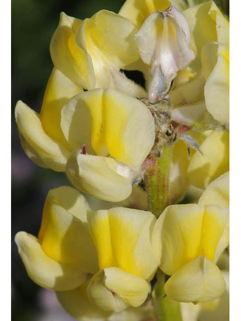Lupinus arbustus ssp. arbustus (Longspur lupine) #64931