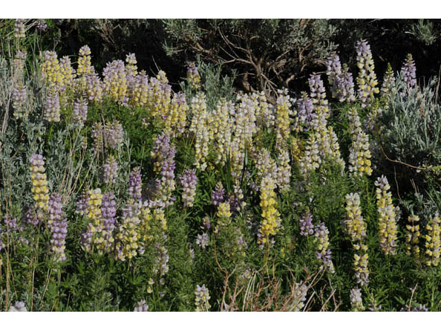Lupinus arbustus (Longspur lupine) #64932