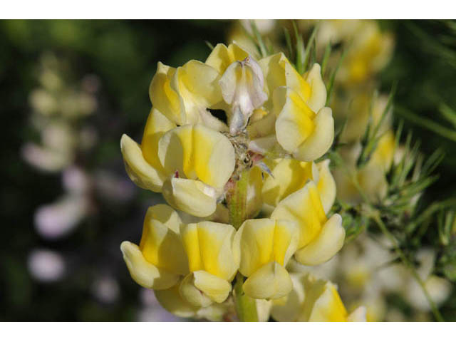 Lupinus arbustus (Longspur lupine) #64943