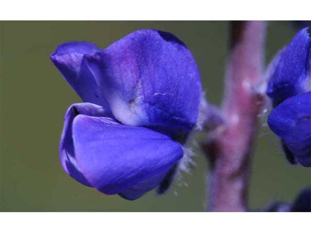 Lupinus argenteus ssp. argenteus (Silvery lupine) #65985