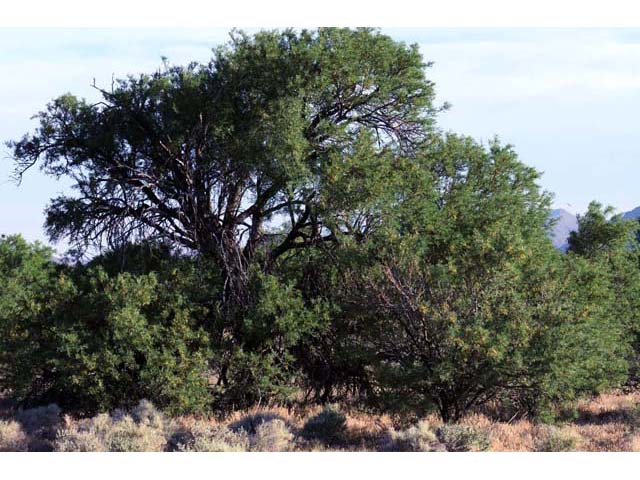 Prosopis pubescens (Screwbean mesquite) #66017