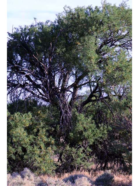 Prosopis pubescens (Screwbean mesquite) #66018