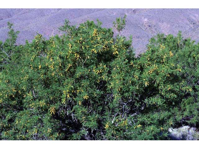 Prosopis pubescens (Screwbean mesquite) #66019