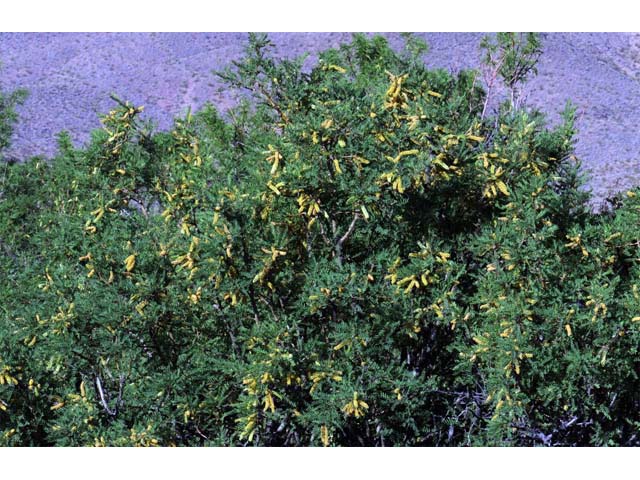Prosopis pubescens (Screwbean mesquite) #66020