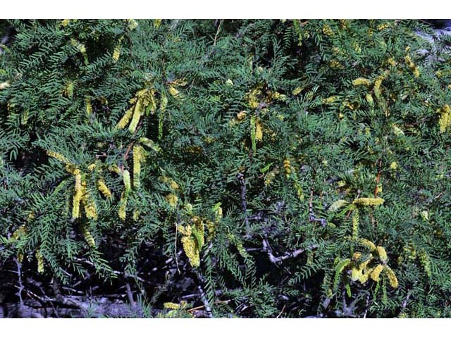 Prosopis pubescens (Screwbean mesquite) #66021