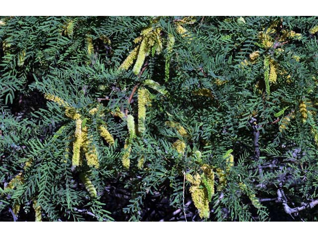 Prosopis pubescens (Screwbean mesquite) #66022