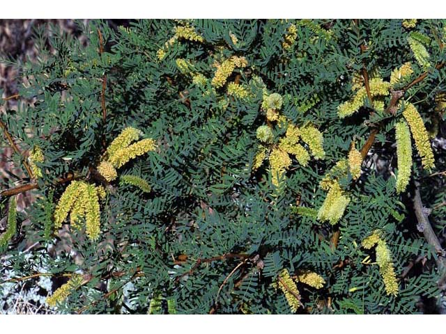 Prosopis pubescens (Screwbean mesquite) #66025