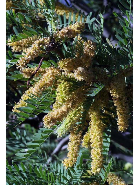 Prosopis pubescens (Screwbean mesquite) #66026