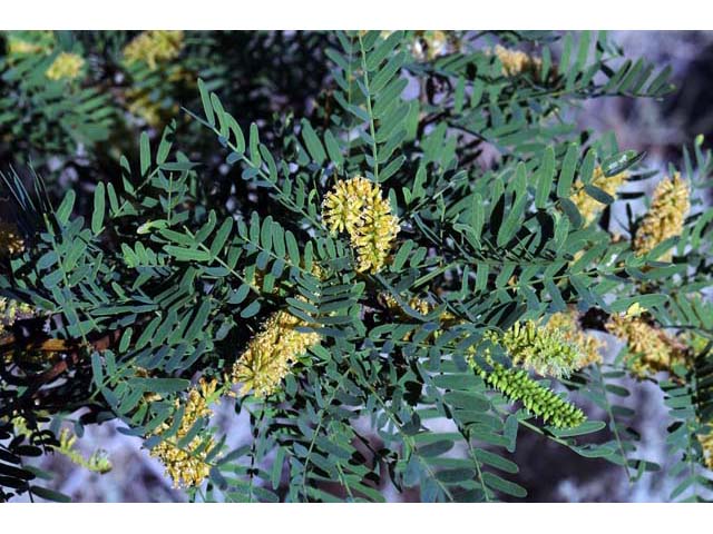 Prosopis pubescens (Screwbean mesquite) #66029
