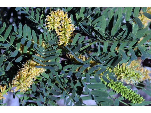 Prosopis pubescens (Screwbean mesquite) #66030