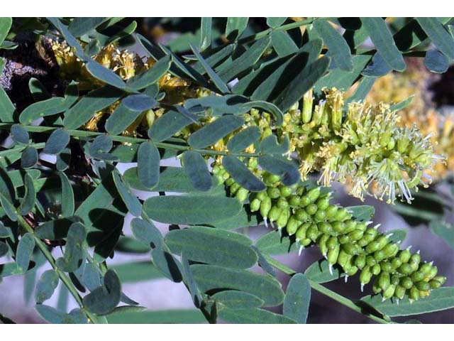 Prosopis pubescens (Screwbean mesquite) #66031
