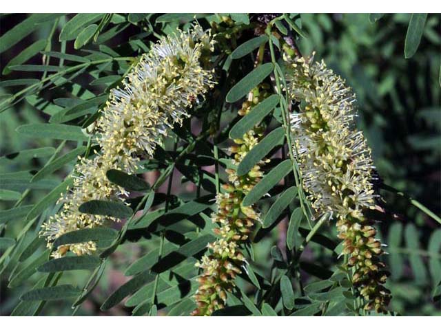 Prosopis pubescens (Screwbean mesquite) #66032