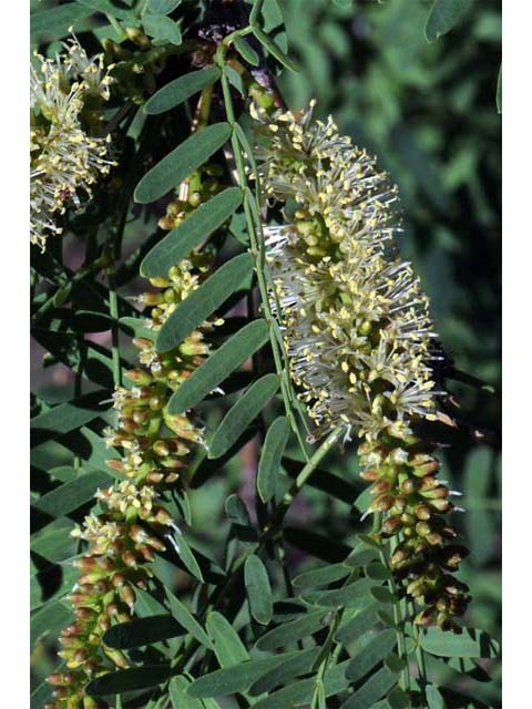Prosopis pubescens (Screwbean mesquite) #66034