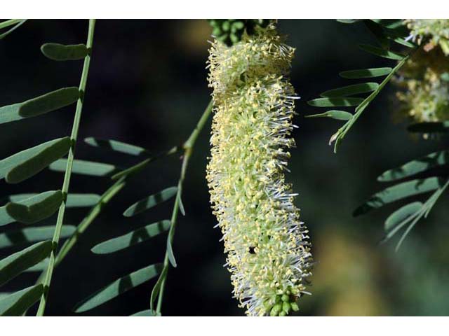 Prosopis pubescens (Screwbean mesquite) #66036