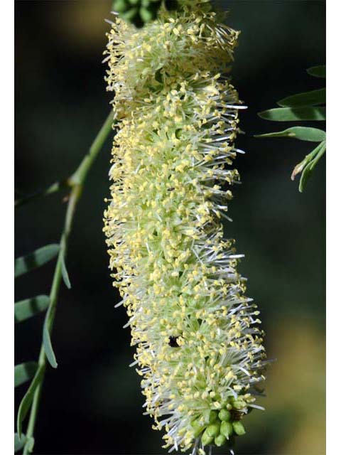 Prosopis pubescens (Screwbean mesquite) #66037
