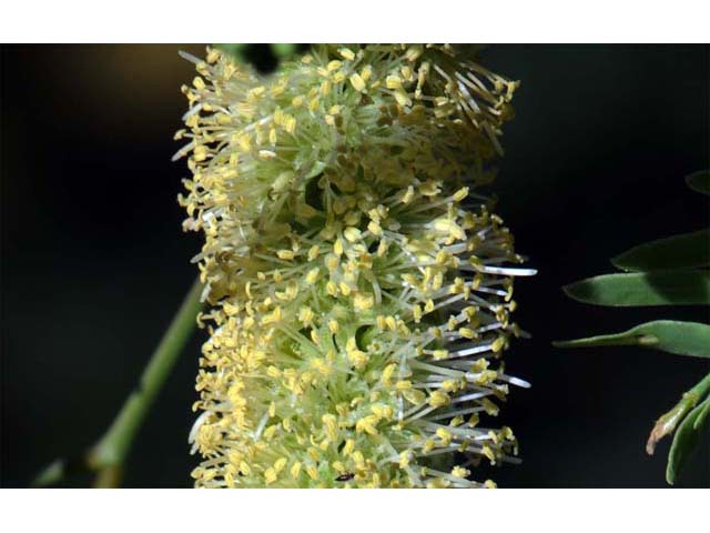 Prosopis pubescens (Screwbean mesquite) #66038