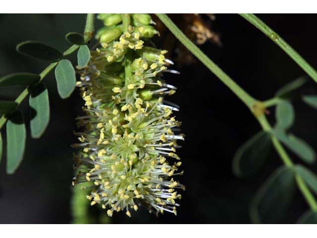 Prosopis pubescens (Screwbean mesquite) #66039