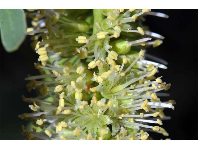 Prosopis pubescens (Screwbean mesquite) #66040