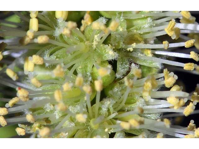 Prosopis pubescens (Screwbean mesquite) #66041