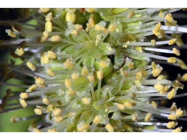 Prosopis pubescens (Screwbean mesquite) #66042