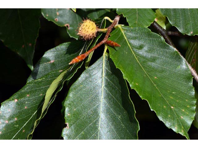 Fagus grandifolia (American beech) #66044