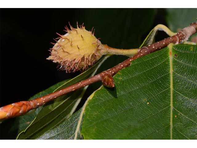Fagus grandifolia (American beech) #66046