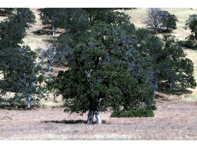 Quercus douglasii (Blue oak) #66054