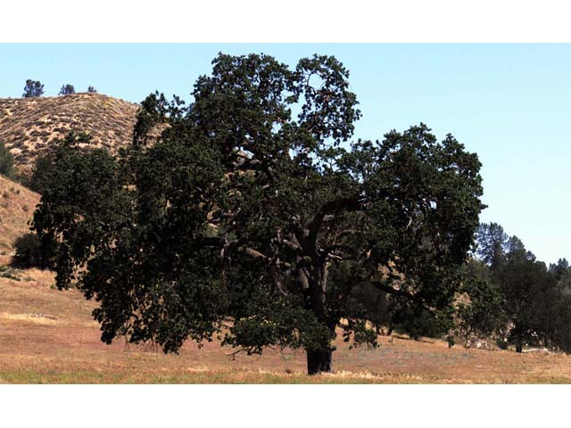 Quercus douglasii (Blue oak) #66056