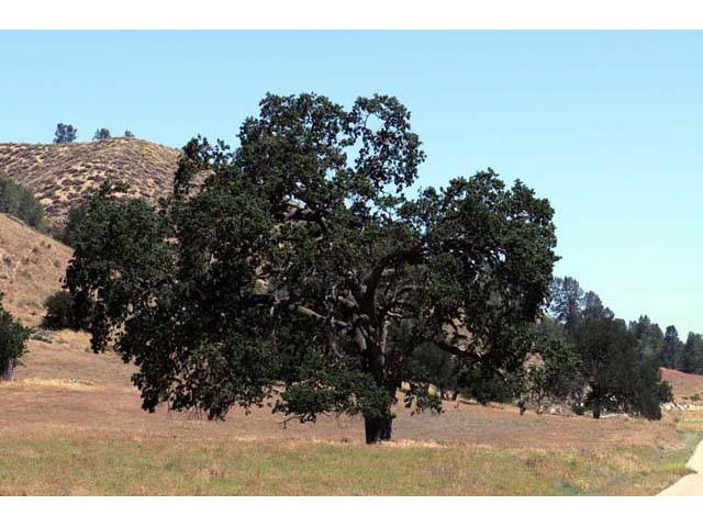 Quercus douglasii (Blue oak) #66057